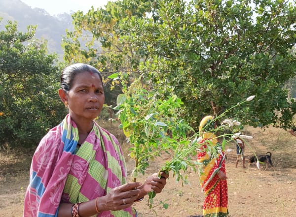 Shanija Shamsudheen : Rediscovering Nutritional Wealth through Wild Edible Plants